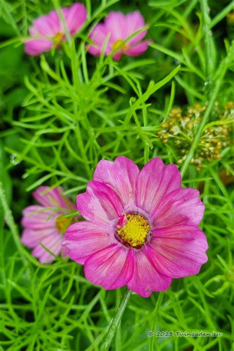 Xsenia Cosmos Seeds Cosmea Flower Seeds Tuinzaden Eu