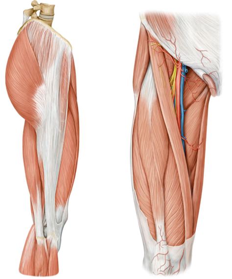 Muscles Face Ant Rieure De La Cuisse Diagram Quizlet