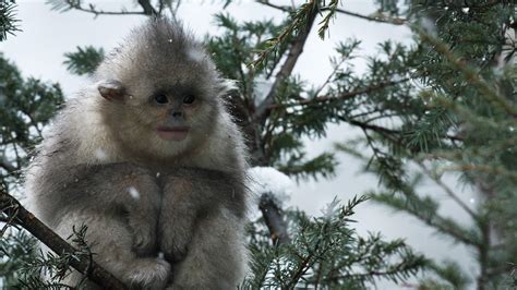 Close Call For Baby Snub Nosed Monkey 4k Uhd China Natures