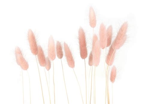 Bunny Tails Interior Royalty Free Images Stock Photos Pictures