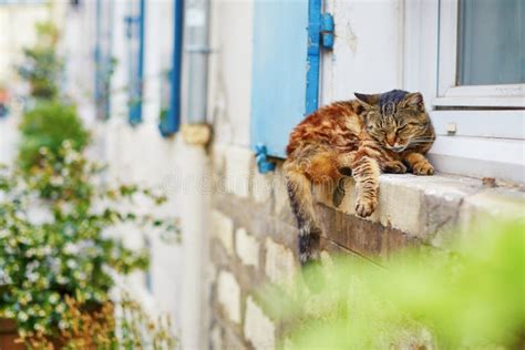 645 Cat Sleeping Window Sill Stock Photos Free Royalty Free Stock