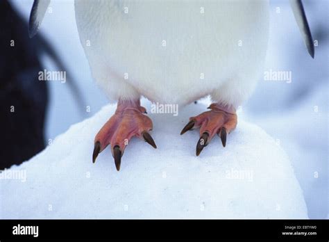 Penguin Feet High Resolution Stock Photography and Images - Alamy