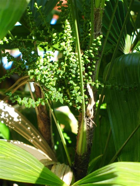 Rhapis Palm Lady Palm Rhapis Excelsa Flowering In Pot In M Flickr