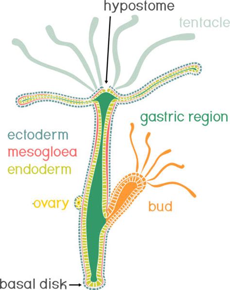 20+ Hydra Anatomy Diagram Stock Photos, Pictures & Royalty-Free Images ...