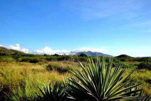 Cerro El Copey espacio de especies endémicas Haiman El Troudi