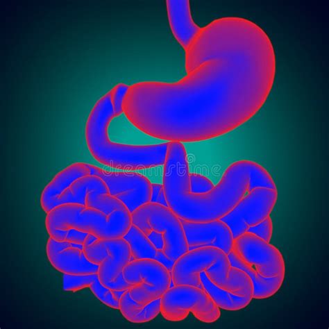 Stomach Anatomy Human Digestive System For Medical Concept 3d Stock