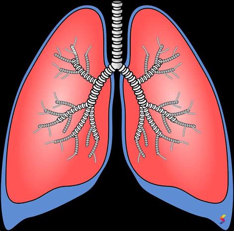 define pulmonary pulmonary meaning pulmonary examples pulmonary