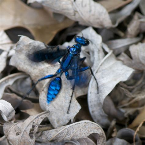 Blue Mud Dauber