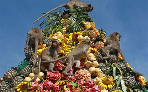 Lopburi Monkey Banquet - Thailand Wikia-Thailand Travel Guide and ...