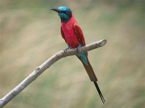 Northern Carmine Bee Eater Merops Nubicus Wild Bird Gallery