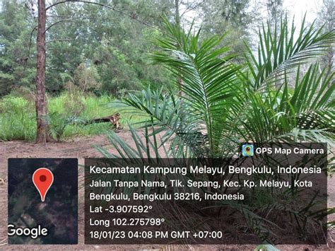 twa pantai panjang pulau baai diduga dirambah oknum bencoolen times