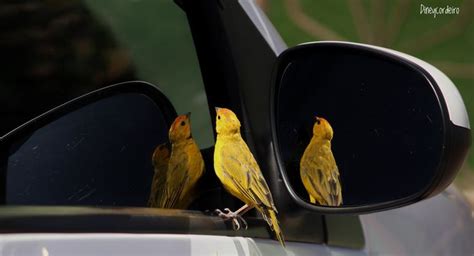 Pin De Claudiney Cordeiro En Animais Silvestres