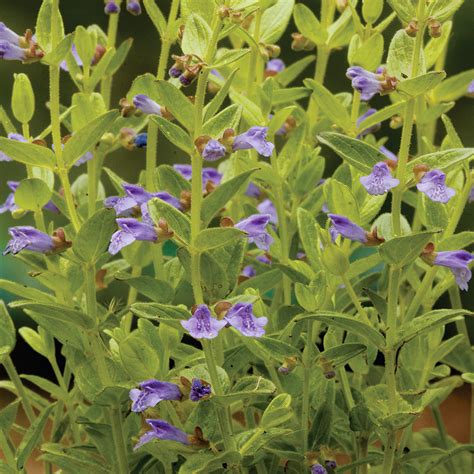 Scutellaria parvula (Small Skullcap)
