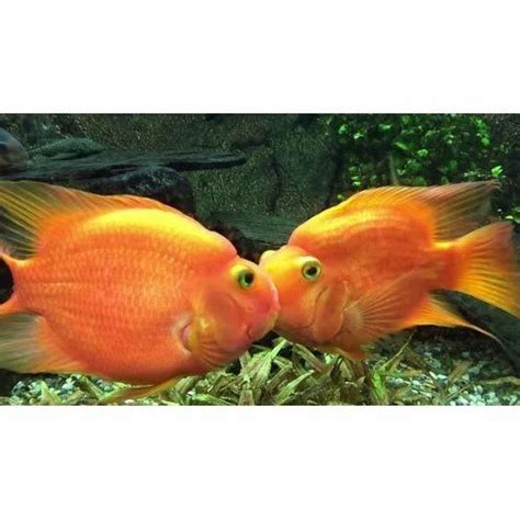 Orange Red Parrot Aquarium Fish at ₹ 200/piece in Howrah | ID: 16674151497