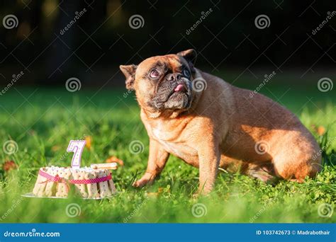 French Bulldog Eating from a Birthday Cake Stock Image - Image of ...