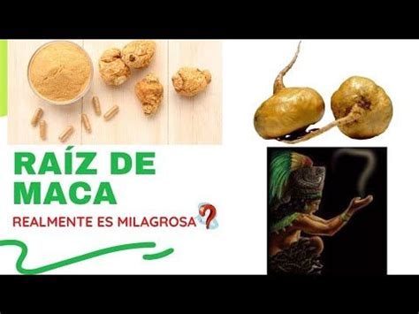 Para Que Sirve Tomar Maca Beneficios De La Maca Todo Lo Que Debes