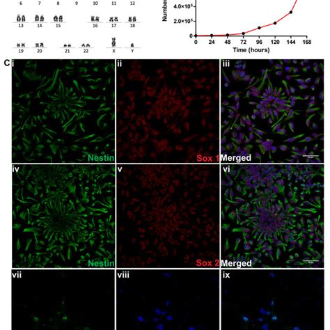 Characterization Of XCL 1 Neural Stem Cells NSCs A Cytogenetic