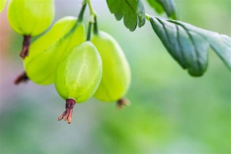 Horticulturists Recommend 12 Gooseberry Varieties With Culinary And Dessert Options ...