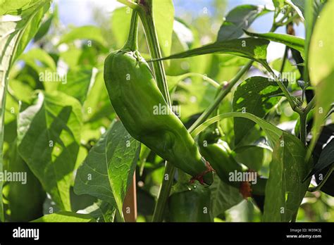 A fresh anaheim chili pepper growing on a plant Stock Photo - Alamy