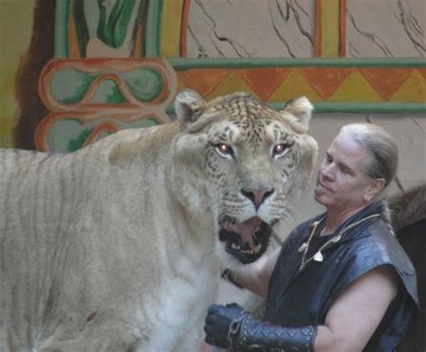 Hercules The Liger Weighs 900 Pounds Liger Hercules Pound