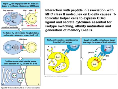 B Cell Activation Flashcards Quizlet