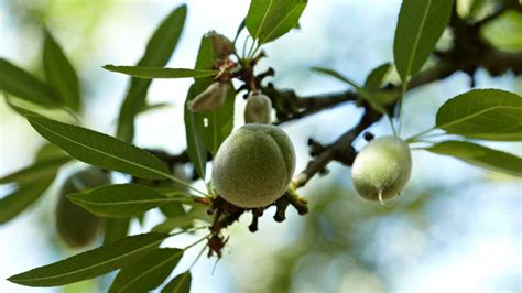 California Almonds Lifecycle I Ideal Mediterranean Climate