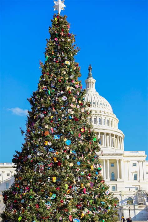 Where to See the Best Christmas Trees in Washington, DC – Happily Ever ...