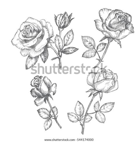 Vintage Roses Black White Graphics Stock Vector (Royalty Free) 544174000