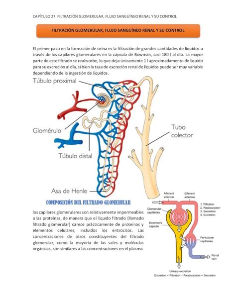 Pdf Composici N Del Filtrado Glomerular Cap Tulo Filtraci N