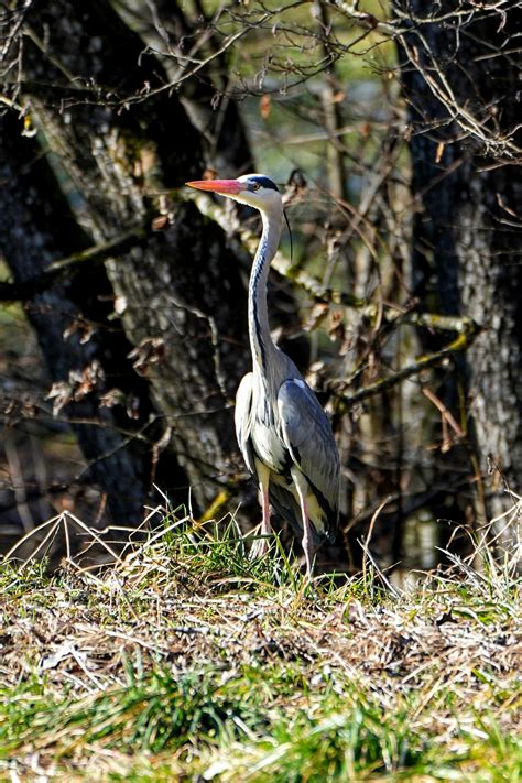 Grey Heron Photos, Download The BEST Free Grey Heron Stock Photos & HD ...