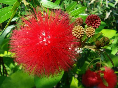 Calliandra Haematocephala Red Powder Puff World Of Flowering Plants