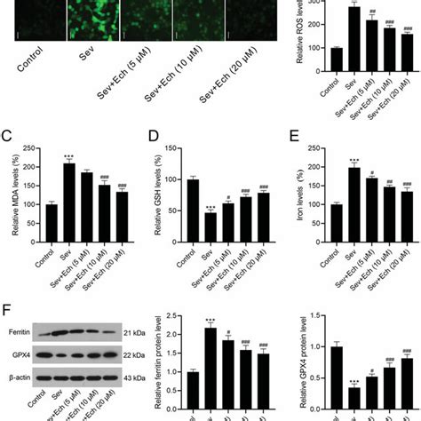 Echinatin Regulates Sev Induced Oxidative Stress And Ferroptosis In