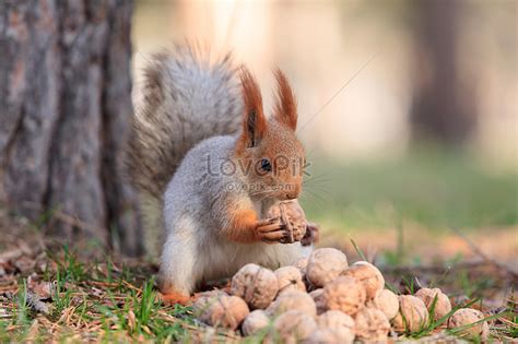 Squirrel Eating Walnut Picture And Hd Photos Free Download On Lovepik