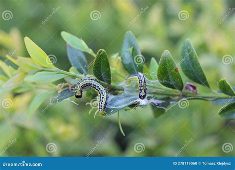 Caterpillars Of Box Tree Moth Cydalima Perspectalis On Boxwood Buxus