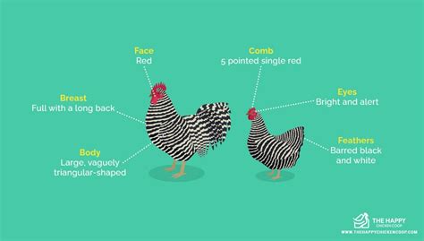 Barred Rock Rooster Vs Hen