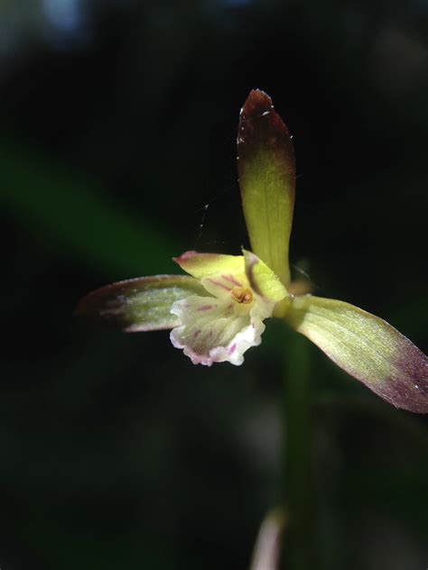 Fall Leaves of the Putty-Root Orchid — In Defense of Plants