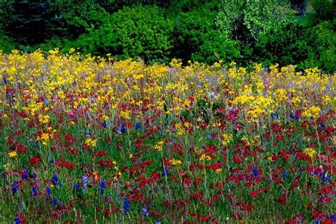 Texas Wildflowers Texas Gardening Wild Flowers Outdoor