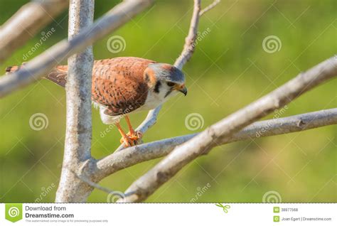 American Kestrel Feeding On Lizard Stock Photo Image Of Dramatic