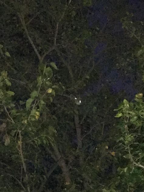 Went disc golfing tonight and and on the 7th hole my driver got stuck