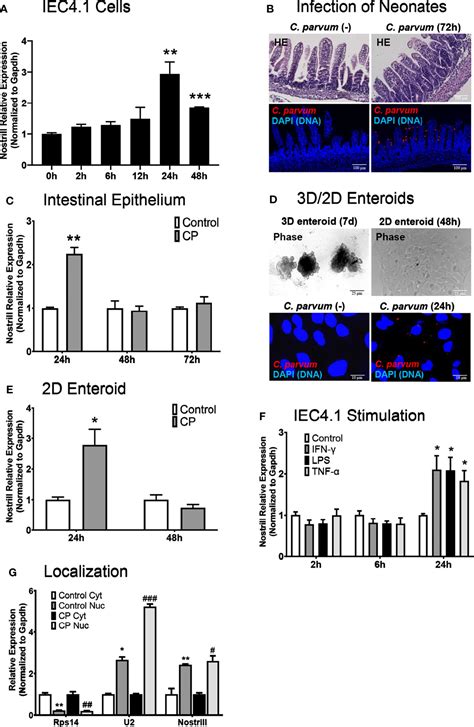 Frontiers The Long Non Coding Rna Nostrill Regulates Transcription Of