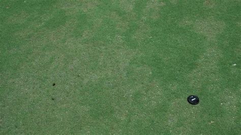 Pythium Root Rot in Turf | NC State Extension Publications