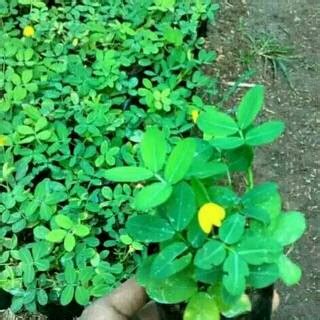 Jual Tanaman Cover Crop Landep Atau Kacang Kacangan Tanaman Menjalar