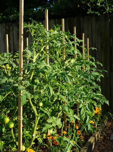 Tomato Trellis Ideas