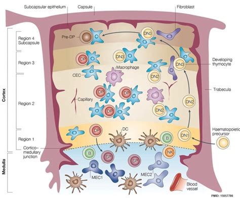 Thymus Development - Embryology