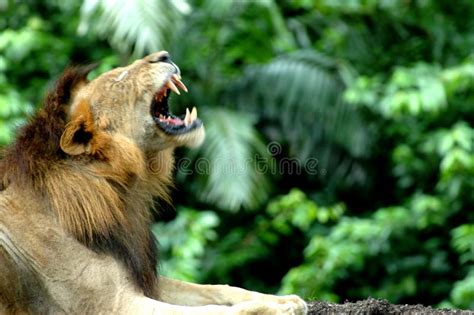 Lion Roaring stock photo. Image of angry, animal, claws - 445526