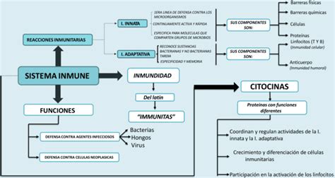 Mapas Conceptuales Del Sistema Inmunoland 243 Gico Images And Photos Finder