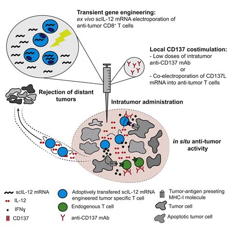 Intratumor Adoptive Transfer Of IL 12 MRNA Transiently Engineered