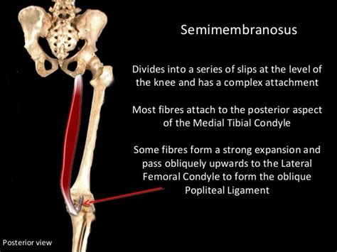 Slideshow Knee Joint