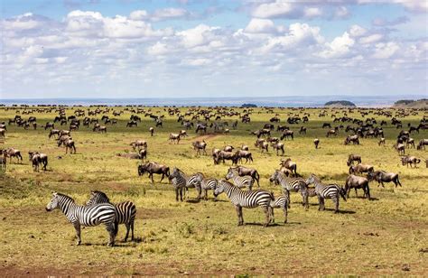 The Great Migration Of Kenyas Masai Mara Why Now Is The Best Time To