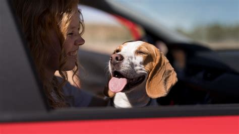 Normativa Para Llevar Perros En El Coche DGT Razas De Perro